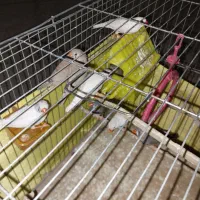 تعدادی فنچ نروماده زبرا وکینگ جهت فروش می باشد