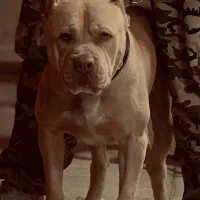 پیت بول سفارتی جهت کشش