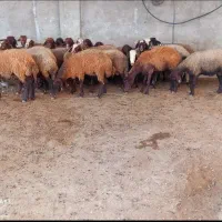 گوسفند زنده درحال استفاده مشتریان پرطرفدارمجموعه|حیوانات مزرعه|مشهد, عبادی|دیوار