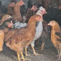 مرغ و خروس ۶ ماهه و ۷ ماهه