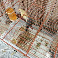 جفت طوطی برزیلی روی تخم|پرنده|یاسوج, |دیوار