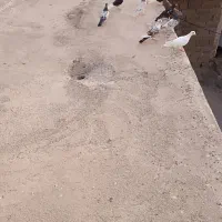 کبوتر