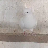 کبوتر