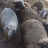 بره نر سبک و سنگین