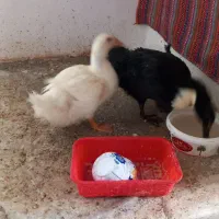 ۳عدد جوجه اردک ۳ ماهه جوان