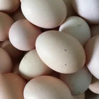 تخم مرغ ارگانیک کلی و جزیی