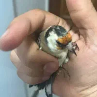 *فروش دو عدد سهره *|پرنده|دوگنبدان, |دیوار