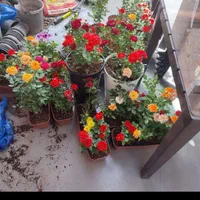 گل و گیاه خدمات باغبانی گلکاری|خدمات باغبانی و درختکاری|تهران, تجریش|دیوار