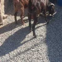 فروش بز|حیوانات مزرعه|خاش, |دیوار