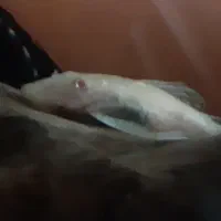 لجنخوار پزه بوته ای|ماهی|تهران, ورزشگاه آزادی|دیوار