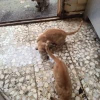 بچه گربه سه خواهر زیبا|گربه|رشت, حمیدیان|دیوار