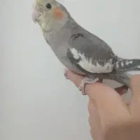 گمشده