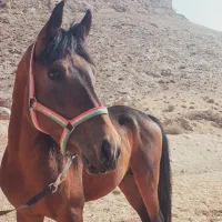 اسب ،فاروق