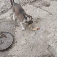 سگ پا گوتاه افغانی|سگ|نسیم‌شهر, |دیوار