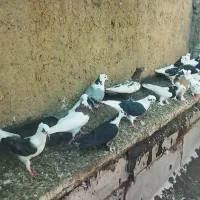 کفتر مخمل طوقی دوکت سینه|پرنده|شیراز, سایت اداری|دیوار