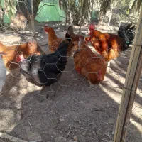 مرغ وخروس وجوجه