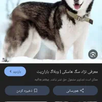 سگ ژرمن و هاسکی پیدا شده