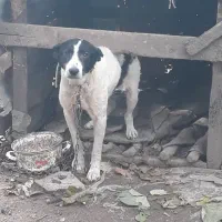 واگذاری رایگان سگ|سگ|سنگر, |دیوار