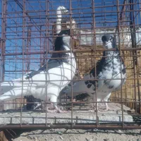 کفتر سار ماده سبزنر و جوجه ساده وپولک|پرنده|قلندر آباد, |دیوار