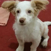 واگذاری سگ|سگ|قرچک, شهرک الحدید|دیوار