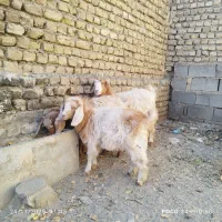 بزغاله ماده