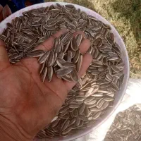 ۶۰۰کیلو مغز تخم افتاب گردان بوجاری شده