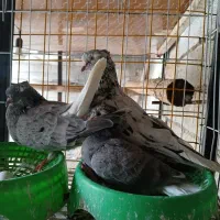 دمسفیددرجه یک یک