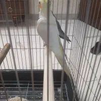 عروس هلندی نر لوتینو بالغ