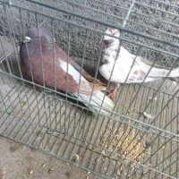 کبوتر پرش سنگین|پرنده|پیرانشهر, |دیوار