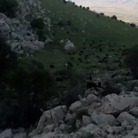 بز پازن|حیوانات مزرعه|شیراز, کیان آباد|دیوار