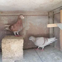 جفت نر و ماده کفتر کار|پرنده|شیراز, پودنک|دیوار