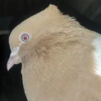 کبوتر سینه ای جفت