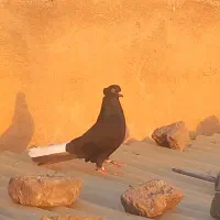 کفتر رنگی|پرنده|تهران, مسعودیه|دیوار