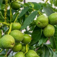 فروش نهال گردو فرنورپیوندی پوست کاغذی