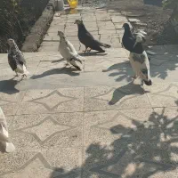 کبوتر فروشی