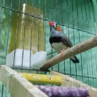 فنچ|پرنده|اسدآباد, |دیوار