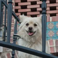 سگ پامر روباهی