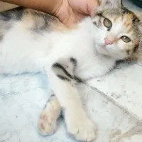 واگذاری فوری