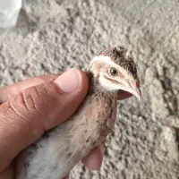 بلدرچین نر آواز خوان بد بده|پرنده|آستارا, |دیوار