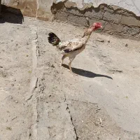 مرغ لاری اصیل