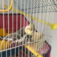 عروس هلندی|پرنده|رودسر, |دیوار