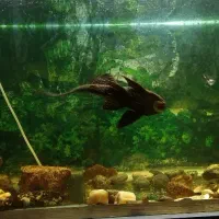 ماهی لجن خوار پلنگی ـ طول ۲۰ تا ۲۵ سانت|ماهی|شیروان (خراسان), |دیوار