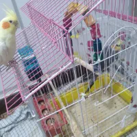 یک جفت عروس هلندی