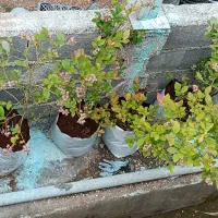 انواع نهال های استوایی و گرمسیری