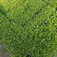 بادمجان بلک مجید