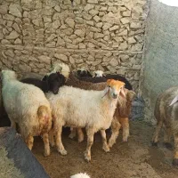 بره پرواری|حیوانات مزرعه|ارم, |دیوار