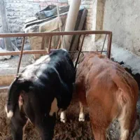 گوساله ماده