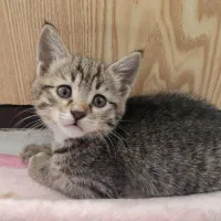 ۲عدد بچه گربه نر ۲ماهه خانگی|گربه|تبریز, |دیوار