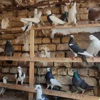 کفتر پرشی بوم