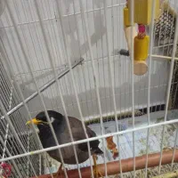 پرنده مینا|پرنده|ری, شهرری|دیوار